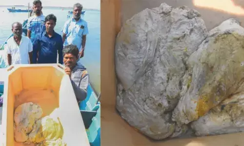 കടലില്‍ ഒഴുകിനടന്നത് കോടികള്‍ വിലമതിക്കുന്ന ആംബര്‍ഗ്രീസ്; വനംവകുപ്പിന് കൈമാറി കൊല്ലത്തെ മത്സ്യത്തൊഴിലാളികള്‍