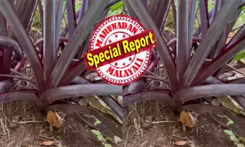 തണ്ടിന് നല്ല..വയലറ്റ് നിറം; ആനയുടെ ചെവി പോലെ വിടർന്ന് നിൽക്കുന്ന ഇലകൾ; നേരിട്ട് കാണാൻ തന്നെ ഭംഗിയാണ്; ചുമ്മാ...പച്ചയ്ക്ക് കടിച്ച് തിന്നാലും കുഴപ്പമില്ല; വയനാട്ടിലെ മണ്ണിൽ ഇതാ..പുത്തനൊരു ചേമ്പ്