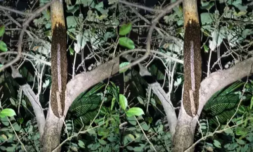 കൂട്ടത്തോടെ ഇരച്ചെത്തി വില്ലന്മാർ; തേനീച്ച ആക്രമണത്തിൽ പത്തോളം പേർക്ക് പരിക്ക്; ഒരാളുടെ നില ​അതീവ ഗുരുതരം; സംഭവം പാലക്കാട്