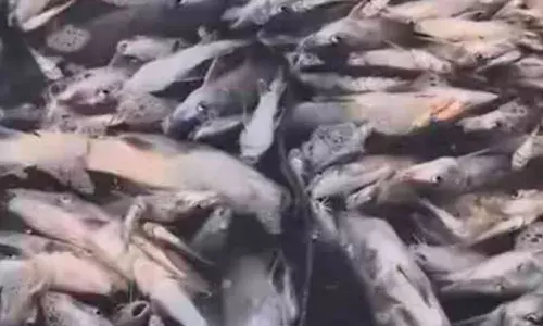 200 ഏക്കറോളം വരുന്ന പാടശേഖരങ്ങളിൽ ദയനീയ കാഴ്ച; കുമ്പളങ്ങി പഞ്ചായത്തിൽ മീനുകൾ കൂട്ടത്തോടെ ചത്ത്‌ പൊങ്ങി; പരിഭ്രാന്തിയിൽ നാട്ടുകാർ; സാമ്പിളുകൾ ശേഖരിച്ച് ഫിഷറീസ്