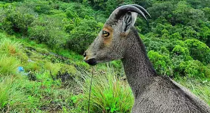 വരയാടുകള്ക്ക് പ്രജനനകാലം; ഇരവികുളം ദേശീയോദ്യാനം ഫെബ്രുവരി ഒന്നുമുതല് അടച്ചിടും വരയാടുകള്ക്ക് പ്രജനനകാലം; ഇരവികുളം ദേശീയോദ്യാനം ഫെബ്രുവരി ഒന്നുമുതല് അടച്ചിടും