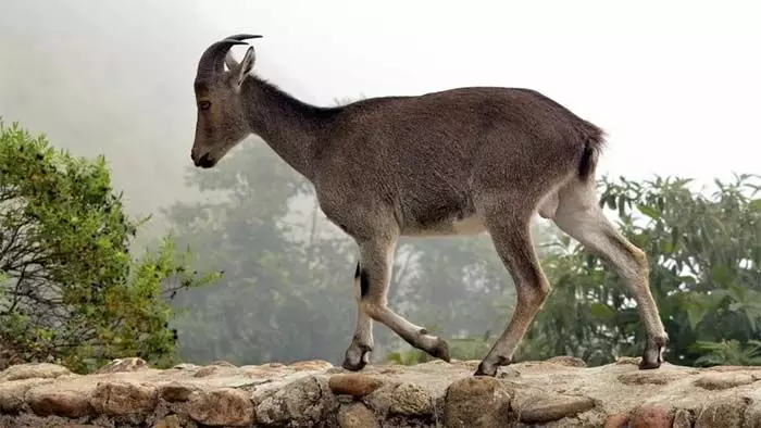 വരയാടുകളുടെ പ്രജനനകാലം; ഇരവികുളം നാഷണല് പാര്ക്ക് അടയ്ക്കുന്നു വരയാടുകളുടെ പ്രജനനകാലം; ഇരവികുളം നാഷണല് പാര്ക്ക് അടയ്ക്കുന്നു