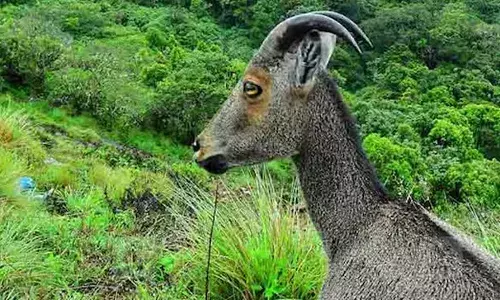 വരയാടുകള്‍ക്ക് പ്രജനനകാലം; ഇരവികുളം ദേശീയോദ്യാനം ഫെബ്രുവരി ഒന്നുമുതല്‍ അടച്ചിടും