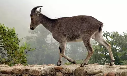 വരയാടുകളുടെ പ്രജനനകാലം; ഇരവികുളം നാഷണല്‍ പാര്‍ക്ക് അടയ്ക്കുന്നു