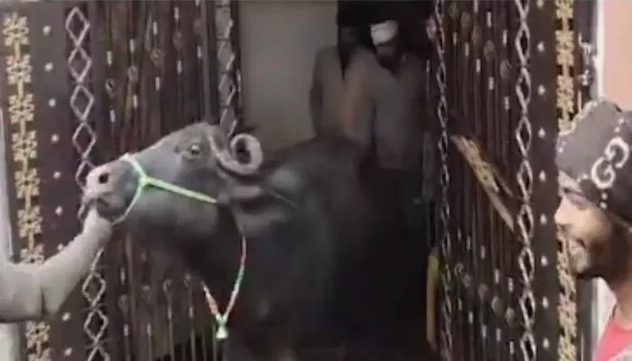 അനധികൃത ഡയറികള് കണ്ടെത്താന് നഗരസഭയുടെ പരിശോധന; പശുക്കളെയും പോത്തുകളെയും ബെഡ്റൂമില് ഒളിപ്പിച്ച് ഉടമ; ഉദ്യോഗസ്ഥര് വീടിനുള്ളില് കണ്ടെത്തിയത് 19 മൃഗങ്ങളെ അനധികൃത ഡയറികള് കണ്ടെത്താന് നഗരസഭയുടെ പരിശോധന; പശുക്കളെയും പോത്തുകളെയും ബെഡ്റൂമില് ഒളിപ്പിച്ച് ഉടമ; ഉദ്യോഗസ്ഥര് വീടിനുള്ളില് കണ്ടെത്തിയത് 19 മൃഗങ്ങളെ