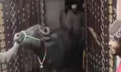 അനധികൃത ഡയറികള് കണ്ടെത്താന് നഗരസഭയുടെ പരിശോധന; പശുക്കളെയും പോത്തുകളെയും ബെഡ്റൂമില് ഒളിപ്പിച്ച് ഉടമ; ഉദ്യോഗസ്ഥര് വീടിനുള്ളില് കണ്ടെത്തിയത് 19 മൃഗങ്ങളെ അനധികൃത ഡയറികള് കണ്ടെത്താന് നഗരസഭയുടെ പരിശോധന; പശുക്കളെയും പോത്തുകളെയും ബെഡ്റൂമില് ഒളിപ്പിച്ച് ഉടമ; ഉദ്യോഗസ്ഥര് വീടിനുള്ളില് കണ്ടെത്തിയത് 19 മൃഗങ്ങളെ