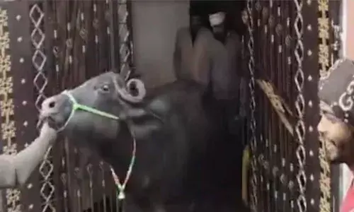 അനധികൃത ഡയറികള്‍ കണ്ടെത്താന്‍ നഗരസഭയുടെ പരിശോധന;  പശുക്കളെയും പോത്തുകളെയും ബെഡ്റൂമില്‍ ഒളിപ്പിച്ച് ഉടമ;  ഉദ്യോഗസ്ഥര്‍ വീടിനുള്ളില്‍ കണ്ടെത്തിയത് 19 മൃഗങ്ങളെ