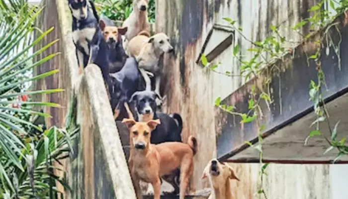 നേരം ഇരുട്ടിയാൽ രക്തദാഹികളെ പോലെ തുറിച്ചുനോക്കും; അതുവഴി പോകാൻ തന്നെ ആളുകൾക്ക് ഭയം; ഒടുവിൽ നഗരസഭ ഇടപെട്ടതോടെ ആശ്വാസം; ആ പോലീസുകാരിയുടെ നായകളെ ഷെൽട്ടറിലേക്ക് മാറ്റി നേരം ഇരുട്ടിയാൽ രക്തദാഹികളെ പോലെ തുറിച്ചുനോക്കും; അതുവഴി പോകാൻ തന്നെ ആളുകൾക്ക് ഭയം; ഒടുവിൽ നഗരസഭ ഇടപെട്ടതോടെ ആശ്വാസം; ആ പോലീസുകാരിയുടെ നായകളെ ഷെൽട്ടറിലേക്ക് മാറ്റി