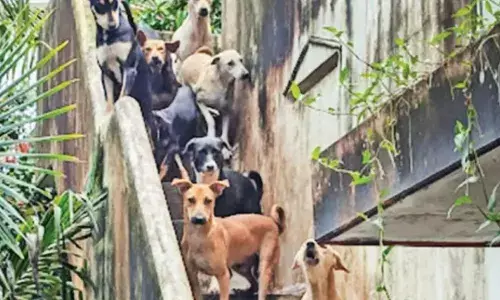 നേരം ഇരുട്ടിയാൽ രക്തദാഹികളെ പോലെ തുറിച്ചുനോക്കും; അതുവഴി പോകാൻ തന്നെ ആളുകൾക്ക് ഭയം; ഒടുവിൽ നഗരസഭ ഇടപെട്ടതോടെ ആശ്വാസം; ആ പോലീസുകാരിയുടെ നായകളെ ഷെൽട്ടറിലേക്ക് മാറ്റി