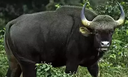 പ്രദേശത്തെ പരിഭ്രാന്തിയിലാക്കി കുതിച്ചോടി; ഒരൊറ്റ ഫോൺ കോളിൽ വനംവകുപ്പ് എത്തിയതും നടന്നത് മറ്റൊന്ന്; നാദാപുരത്ത് കാട്ടുപോത്തിൻ്റെ ആക്രമണം; തലയിൽ കൈവച്ച് നാട്ടുകാർ