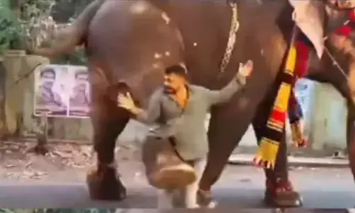 ഉത്സവത്തിന് ഗതാഗതം നിയന്ത്രിച്ച ആളിന് ആനയുടെ ചവിട്ടേറ്റു; യുവാവിന് നിസ്സാര പരിക്ക്