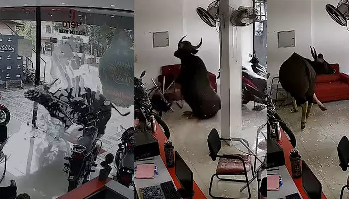 പൂട്ടിയിട്ടിരുന്ന ബൈക്ക് ഷോറൂമിലേക്ക് പാഞ്ഞുകയറി കാട്ടുപോത്ത്; ചില്ലും ഫർണിച്ചറുകളും തകർത്തു; സംഭവം കണ്ണൂരിൽ പൂട്ടിയിട്ടിരുന്ന ബൈക്ക് ഷോറൂമിലേക്ക് പാഞ്ഞുകയറി കാട്ടുപോത്ത്; ചില്ലും ഫർണിച്ചറുകളും തകർത്തു; സംഭവം കണ്ണൂരിൽ