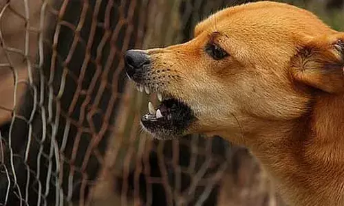 മുറ്റമടിക്കുന്നതിനിടെ വീട്ടമ്മയ്ക്ക് തെരുവുനായയുടെ കടിയേറ്റു; തല കടിച്ചുകീറി; നാല് വയസ്സുകാരന് ഉള്പ്പെടെ ഏഴുപേര്ക്ക് ഗുരുതര പരിക്ക് മുറ്റമടിക്കുന്നതിനിടെ വീട്ടമ്മയ്ക്ക് തെരുവുനായയുടെ കടിയേറ്റു; തല കടിച്ചുകീറി; നാല് വയസ്സുകാരന് ഉള്പ്പെടെ ഏഴുപേര്ക്ക് ഗുരുതര പരിക്ക്