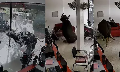 പൂട്ടിയിട്ടിരുന്ന ബൈക്ക് ഷോറൂമിലേക്ക് പാഞ്ഞുകയറി കാട്ടുപോത്ത്; ചില്ലും ഫർണിച്ചറുകളും തകർത്തു; സംഭവം കണ്ണൂരിൽ