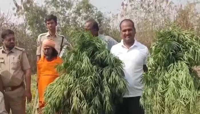 ക്ഷേത്രപരിസരത്ത് ജമന്തി ചെടികള്ക്കിടയില് കഞ്ചാവ് കൃഷി; ക്ഷേത്രം പൂജാരി അറസ്റ്റില്: പിടികൂടിയത് 70 ലക്ഷം രൂപ വിലമതിക്കുന്ന ഉത്പന്നങ്ങള് ക്ഷേത്രപരിസരത്ത് ജമന്തി ചെടികള്ക്കിടയില് കഞ്ചാവ് കൃഷി; ക്ഷേത്രം പൂജാരി അറസ്റ്റില്: പിടികൂടിയത് 70 ലക്ഷം രൂപ വിലമതിക്കുന്ന ഉത്പന്നങ്ങള്