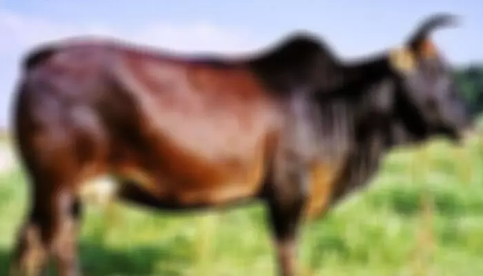 സ്വന്തം പശുവിനെ യുവാവ് ലൈംഗികമായി പീഡിപ്പിച്ചു; വിഡിയോ സാമൂഹ്യ മാധ്യമങ്ങളില്‍ പ്രചരിച്ചതോടെ സംഘര്‍ഷം; പ്രതിയെ അറസ്റ്റ് ചെയ്ത് പൊലീസ്