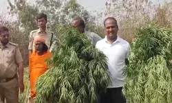 ക്ഷേത്രപരിസരത്ത് ജമന്തി ചെടികള്ക്കിടയില് കഞ്ചാവ് കൃഷി; ക്ഷേത്രം പൂജാരി അറസ്റ്റില്: പിടികൂടിയത് 70 ലക്ഷം രൂപ വിലമതിക്കുന്ന ഉത്പന്നങ്ങള് ക്ഷേത്രപരിസരത്ത് ജമന്തി ചെടികള്ക്കിടയില് കഞ്ചാവ് കൃഷി; ക്ഷേത്രം പൂജാരി അറസ്റ്റില്: പിടികൂടിയത് 70 ലക്ഷം രൂപ വിലമതിക്കുന്ന ഉത്പന്നങ്ങള്