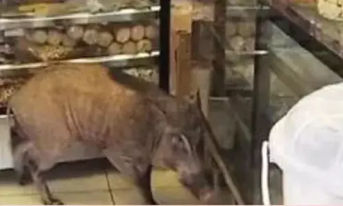 താമരശ്ശേരിയിൽ പട്ടാപകൽ ബേക്കറിയിലേക്ക് പാഞ്ഞുകയറി കാട്ടുപന്നി; പലഹാരക്കൂടുകള്‍ക്കിടയില്‍ കുടുങ്ങിയ അപ്രതീക്ഷിത അതിഥിയെ കണ്ട് പരിഭ്രാന്തരായി ആളുകൾ