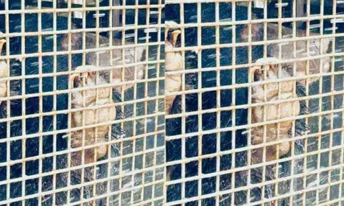 പ്രദേശത്ത് നല്ല കൂർത്ത നഖമുള്ള കൊടുംഭീകരന്റെ അഴിഞ്ഞാട്ടം; ഇതെല്ലാം കണ്ട് പേടിച്ച് വിരണ്ടുപോയ നാട്ടുകാരും; അമരമ്പലത്തെ വിറപ്പിച്ച ആ കരടിക്ക് ഇനി പുതിയ കൂട്