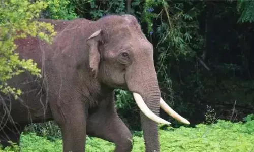 കുട്ടമ്പുഴയില്‍ വീണ്ടും കാട്ടാന ആക്രമണം; വീട് തകര്‍ത്തു, വീട്ടുപകരണങ്ങള്‍ നശിപ്പിച്ചു