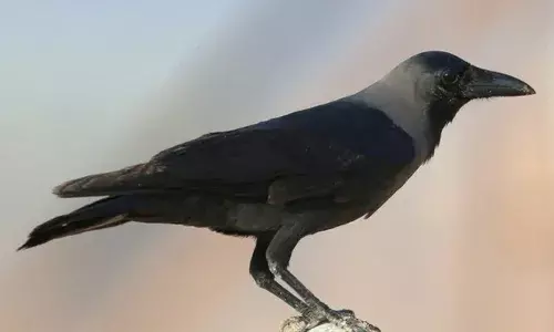 കണ്ണൂരില്‍ ചത്ത കാക്കയില്‍ പക്ഷിപ്പനി സ്ഥിരീകരിച്ചു; മനുഷ്യരിലേക്ക് പടരാന്‍ സാധ്യത? ജാഗ്രതാനിര്‍ദേശം