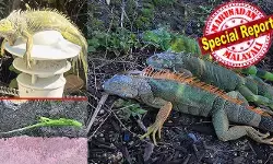 മരക്കൊമ്പുകളിൽ നിന്നും താഴേക്ക് പതിക്കുന്ന ഇഗ്വാനകൾ; മരവിച്ചു വീണ് ആയിരക്കണക്കിന് ജീവികൾ; ചത്തെന്നു കരുതി തൊടാൻ പോകണ്ട, വെയിൽ തട്ടിയാൽ എഴുന്നേൽക്കും; ഫ്ലോറിഡയെ വിറപ്പിച്ചു ബോംബ് സൈക്ലോൺ; നിർദ്ദേശവുമായി ഭരണകൂടം; എന്താണ് ഈ പ്രതിഭാസം?