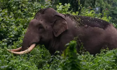 ആടിനെ മേയ്ക്കാന്‍ കാട്ടില്‍ പോയി; മയിലാട്ടുംപാറയില്‍ യുവാവിനെ കാട്ടാന ചവിട്ടിക്കൊന്നു; തലയ്ക്ക് ഗുരുതര പരിക്ക്: പ്രതിഷേധിച്ച് നാട്ടുകാര്‍