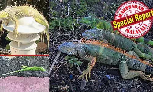 മരക്കൊമ്പുകളിൽ നിന്നും താഴേക്ക് പതിക്കുന്ന ഇഗ്വാനകൾ; മരവിച്ചു വീണ് ആയിരക്കണക്കിന് ജീവികൾ; ചത്തെന്നു കരുതി തൊടാൻ പോകണ്ട, വെയിൽ തട്ടിയാൽ എഴുന്നേൽക്കും; ഫ്ലോറിഡയെ വിറപ്പിച്ചു ബോംബ് സൈക്ലോൺ; നിർദ്ദേശവുമായി ഭരണകൂടം; എന്താണ് ഈ പ്രതിഭാസം?