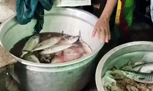 തിരൂരങ്ങാടിയിൽ ‘ഓപ്പറേഷൻ ഹെൽത്ത് ഷീൽഡ്’: 60 കിലോ പഴകിയ മത്സ്യം പിടിച്ചെടുത്ത് നശിപ്പിച്ചു; രണ്ട് വാഹനങ്ങൾ കസ്റ്റഡിയിൽ; അനധികൃത കച്ചവടക്കാർക്ക് പിഴ; കർശന നടപടിയുമായി നഗരസഭ