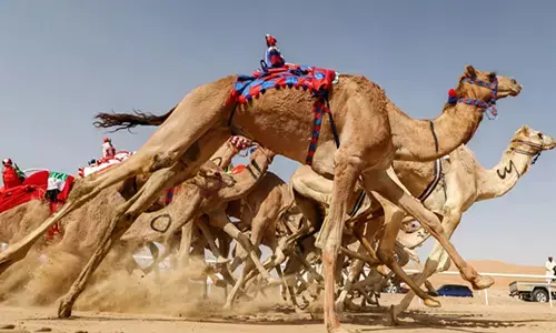 റോഡിലൂടെ നല്ല സ്പീഡിൽ കുതിച്ച് പാഞ്ഞു; പെട്ടെന്ന് ബൈക്കുമായി കൂട്ടിയിടിച്ച് ഉഗ്ര ശബ്ദം; കുവൈറ്റിൽ ഒട്ടകം ദേഹത്തേക്ക് വീണ് പ്രവാസിക്ക് ദാരുണാന്ത്യം; ഒരാൾക്ക് ഗുരുതര പരിക്ക്
