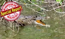 മുൻപിൽ ആനക്കൂട്ടം, രക്ഷപ്പെടാൻ പുഴയിലേക്ക് എടുത്തുചാടി; അവിടെ കാത്തിരുന്നത് കൂറ്റൻ ചീങ്കണ്ണി; മീൻപിടുത്തക്കാരനെ ചീങ്കണ്ണി കടിച്ചുകീറി; വടികൊണ്ട് അടിച്ച് കരകയറിയിട്ടും രക്ഷിക്കാനായില്ല; സാംബിയയിലെ നടുക്കുന്ന ആ വാർത്ത ഇങ്ങനെ