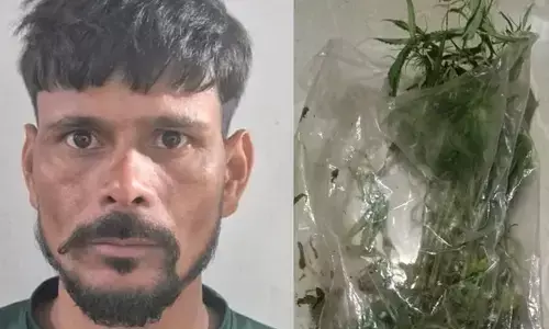 കെട്ടിടത്തിന്റെ സണ്‍ഷേഡില്‍ കഞ്ചാവ് വളര്‍ത്തി; അയല്‍ക്കാര്‍ കണ്ടതോടെ പിഴുതെടുത്ത് മുറിയില്‍ സൂക്ഷിച്ചു; ഇതരസംസ്ഥാന തൊഴിലാളി അറസ്റ്റില്‍