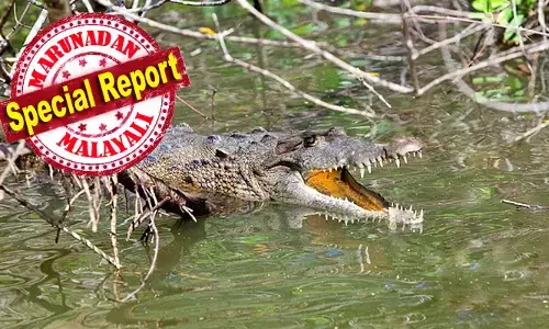 മുൻപിൽ ആനക്കൂട്ടം, രക്ഷപ്പെടാൻ പുഴയിലേക്ക് എടുത്തുചാടി; അവിടെ കാത്തിരുന്നത് കൂറ്റൻ ചീങ്കണ്ണി; മീൻപിടുത്തക്കാരനെ ചീങ്കണ്ണി കടിച്ചുകീറി; വടികൊണ്ട് അടിച്ച് കരകയറിയിട്ടും രക്ഷിക്കാനായില്ല; സാംബിയയിലെ നടുക്കുന്ന ആ വാർത്ത ഇങ്ങനെ