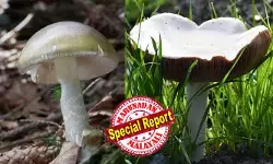 കാഴ്ചയില്‍ സുന്ദരന്‍, ഉള്ളില്‍ മാരക വിഷം; കഴിച്ചയുടന്‍ കരള്‍ തകരും; കാലിഫോര്‍ണിയയെ വിറപ്പിച്ച് മരണ കൂണുകള്‍; നാലു മരണം; 35-ഓളം പേര്‍ ആശുപത്രിയില്‍; തിളപ്പിച്ചാലും ഉണക്കിയാലും വിഷം പോകില്ല; മുറ്റത്ത് കണ്ടാല്‍ പോലും കാട്ടു കൂണുകള്‍ തൊട്ടുപോകരുതെന്ന് മുന്നറിയിപ്പ്