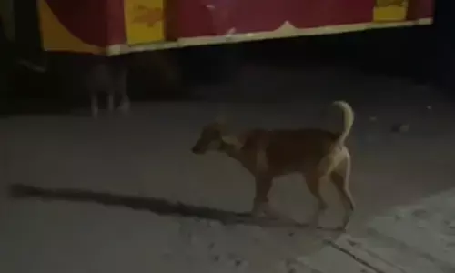 വീട്ടിലേക്ക് പോകാനായി ബസ് കാത്തുനിന്ന യാത്രക്കാരൻ; പെട്ടെന്ന് പാഞ്ഞെത്തിയ തെരുവുനായ കാലിൽ കടിച്ചു; സംഭവം എടത്വ ഡിപ്പോയിൽ