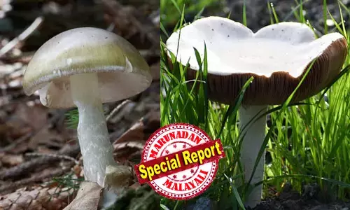 കാഴ്ചയില്‍ സുന്ദരന്‍, ഉള്ളില്‍ മാരക വിഷം; കഴിച്ചയുടന്‍ കരള്‍ തകരും; കാലിഫോര്‍ണിയയെ വിറപ്പിച്ച് മരണ കൂണുകള്‍; നാലു മരണം; 35-ഓളം പേര്‍ ആശുപത്രിയില്‍; തിളപ്പിച്ചാലും ഉണക്കിയാലും വിഷം പോകില്ല; മുറ്റത്ത് കണ്ടാല്‍ പോലും കാട്ടു കൂണുകള്‍ തൊട്ടുപോകരുതെന്ന് മുന്നറിയിപ്പ്