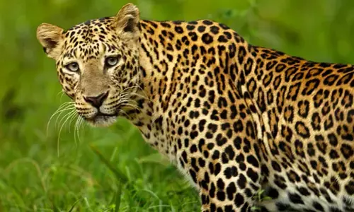 ആടിന് തീറ്റ ശേഖരിക്കുന്നതിനിടെ ആക്രമിച്ച പുള്ളിപ്പുലിയെ കോടാലിക്ക് വെട്ടിക്കൊന്നു; കര്‍ഷകനെതിരെ കേസ്