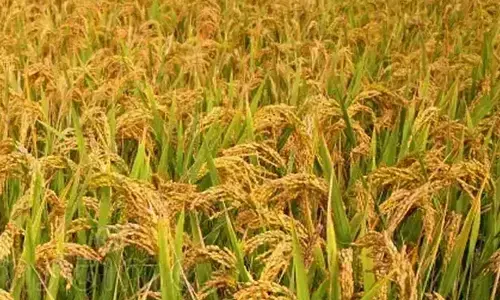 ഉപ്പുവെള്ളം കയറി നശിച്ച നെല്ല് സംഭരിക്കുമെന്ന് മന്ത്രി പി.പ്രസാദ്