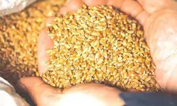 നൂറു രൂപയുടെ ഗോതമ്പ് മോഷ്ടിച്ച കേസ്; 45 വര്‍ഷമായി ഒളിവില്‍ കഴിഞ്ഞിരുന്നയാള്‍ അറസ്റ്റില്‍