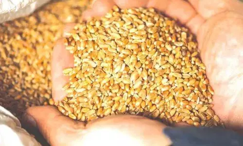 നൂറു രൂപയുടെ ഗോതമ്പ് മോഷ്ടിച്ച കേസ്; 45 വര്‍ഷമായി ഒളിവില്‍ കഴിഞ്ഞിരുന്നയാള്‍ അറസ്റ്റില്‍