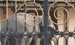 ശിവരാത്രി ഉത്സവത്തിനെത്തിച്ച ആന മറ്റൊരു ആനയെ കുത്തി