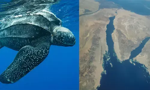 സാധാരണയായി ഇവരെ കാണുന്നത് ആൻഡമാൻ ദ്വീപുകളിൽ മാത്രം; ജെല്ലിഫിഷിനെ കിട്ടിയാൽ പിന്നെ അതുമതി; കാതങ്ങൾ താണ്ടി ഇതാ..ഒരു അപൂർവ കാഴ്ച; പിന്നിലെ കാരണം തേടി ഗവേഷകർ