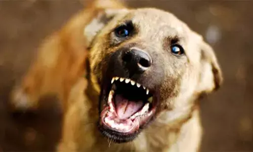 ലോറി ഡ്രൈവര്‍ക്ക് നേരെ തെരുവ് നായകളുടെ ആക്രമണം; അടിമാലി സ്വദേശിക്ക് മുഖത്തടക്കം ഗുരുതര പരിക്ക്