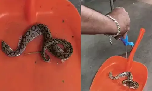 മൊബൈൽ സ്ക്രീൻ ഗാർഡിലെ പശയിൽ ഒട്ടിപ്പിടിച്ചു; ചലിക്കാനാവാതെ അണലിക്കുഞ്ഞ്; വെളിച്ചെണ്ണ പ്രയോഗവും പരാജയപ്പെട്ടു; മണിക്കൂറുകൾ നീണ്ട പരിശ്രമം; അതിഥിയെ രക്ഷപ്പെടുത്തി