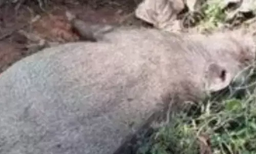 പ്രദേശത്തെ പറമ്പുകളിൽ അസാധാരണമായ രീതിയിൽ ദുർഗന്ധം; ആളുകൾക്ക് പുറത്തിറങ്ങാൻ പറ്റാത്ത അവസ്ഥ; എളമ്പിലാട് മേഖലയിൽ കാട്ടുപന്നികൾ ചത്തു വീഴുന്നു; കാരണം ദുരൂഹം