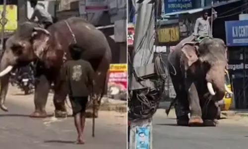 നായയെ കണ്ട് ഇടഞ്ഞ് ശിവൻ; തല കുലുക്കി റോഡിലൂടെ വിരണ്ടോട്ടം; പരിഭ്രാന്തിയിൽ പിന്നാലെ ഓടി പാപ്പാന്മാർ; പണിമുടക്ക് ദിനമായതിനാൽ ഒഴിവായത് വൻ ദുരന്തം