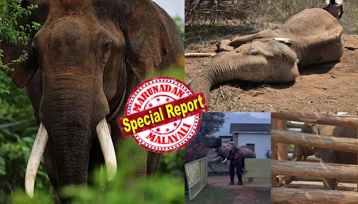 മസ്തകത്തില് വെടിയേറ്റ മുറിവുമായി തുമ്പിക്കൈ ഉയര്ത്താന് പോലും കഴിയാതെ അന്ന് മാര്ക്ക് ദാവിദാറിന് മുന്നിലെത്തി; ജീവന് രക്ഷിച്ചത് വന്യജീവി സംരക്ഷകന്റെ മകന്റെ പരിചരണം; ബ്രസീലിയന് ഫുട്ബോളിനെ സ്നേഹിച്ച മാര്ക്ക് നല്കിയ പേരുമായി മുതുമലയുടെയും മസിനഗുഡിയുടെയും പ്രിയങ്കരനായി; റിവാള്ഡോ ജീവിച്ചത് ആ ഗ്രാമത്തിലെ കുടുംബാംഗത്തെപ്പോലെ; സൗമ്യനായ കാട്ടുകൊമ്പന് ഇനി ഓര്മ്മ മസ്തകത്തില് വെടിയേറ്റ മുറിവുമായി തുമ്പിക്കൈ ഉയര്ത്താന് പോലും കഴിയാതെ അന്ന് മാര്ക്ക് ദാവിദാറിന് മുന്നിലെത്തി; ജീവന് രക്ഷിച്ചത് വന്യജീവി സംരക്ഷകന്റെ മകന്റെ പരിചരണം; ബ്രസീലിയന് ഫുട്ബോളിനെ സ്നേഹിച്ച മാര്ക്ക് നല്കിയ പേരുമായി മുതുമലയുടെയും മസിനഗുഡിയുടെയും പ്രിയങ്കരനായി; റിവാള്ഡോ ജീവിച്ചത് ആ ഗ്രാമത്തിലെ കുടുംബാംഗത്തെപ്പോലെ; സൗമ്യനായ കാട്ടുകൊമ്പന് ഇനി ഓര്മ്മ