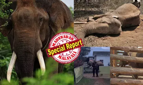 മസ്തകത്തില്‍ വെടിയേറ്റ മുറിവുമായി തുമ്പിക്കൈ ഉയര്‍ത്താന്‍ പോലും കഴിയാതെ അന്ന് മാര്‍ക്ക് ദാവിദാറിന് മുന്നിലെത്തി; ജീവന്‍ രക്ഷിച്ചത് വന്യജീവി സംരക്ഷകന്റെ മകന്റെ പരിചരണം;  ബ്രസീലിയന്‍ ഫുട്‌ബോളിനെ സ്‌നേഹിച്ച മാര്‍ക്ക് നല്‍കിയ പേരുമായി മുതുമലയുടെയും മസിനഗുഡിയുടെയും പ്രിയങ്കരനായി;  റിവാള്‍ഡോ ജീവിച്ചത് ആ ഗ്രാമത്തിലെ കുടുംബാംഗത്തെപ്പോലെ;  സൗമ്യനായ കാട്ടുകൊമ്പന്‍ ഇനി ഓര്‍മ്മ