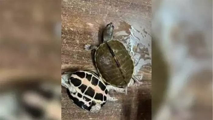 തീവണ്ടിയുടെ എസി ഫസ്റ്റ് ക്ലാസ് കോച്ചില് ആമക്കടത്ത്; 311 അപൂര്വ്വയിനം ആമകളുമായി അറ്റന്ഡന്റ് പിടിയില് തീവണ്ടിയുടെ എസി ഫസ്റ്റ് ക്ലാസ് കോച്ചില് ആമക്കടത്ത്; 311 അപൂര്വ്വയിനം ആമകളുമായി അറ്റന്ഡന്റ് പിടിയില്