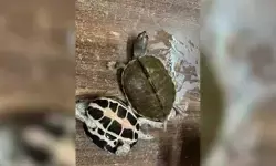 തീവണ്ടിയുടെ എസി ഫസ്റ്റ് ക്ലാസ് കോച്ചില്‍ ആമക്കടത്ത്; 311 അപൂര്‍വ്വയിനം ആമകളുമായി അറ്റന്‍ഡന്റ് പിടിയില്‍